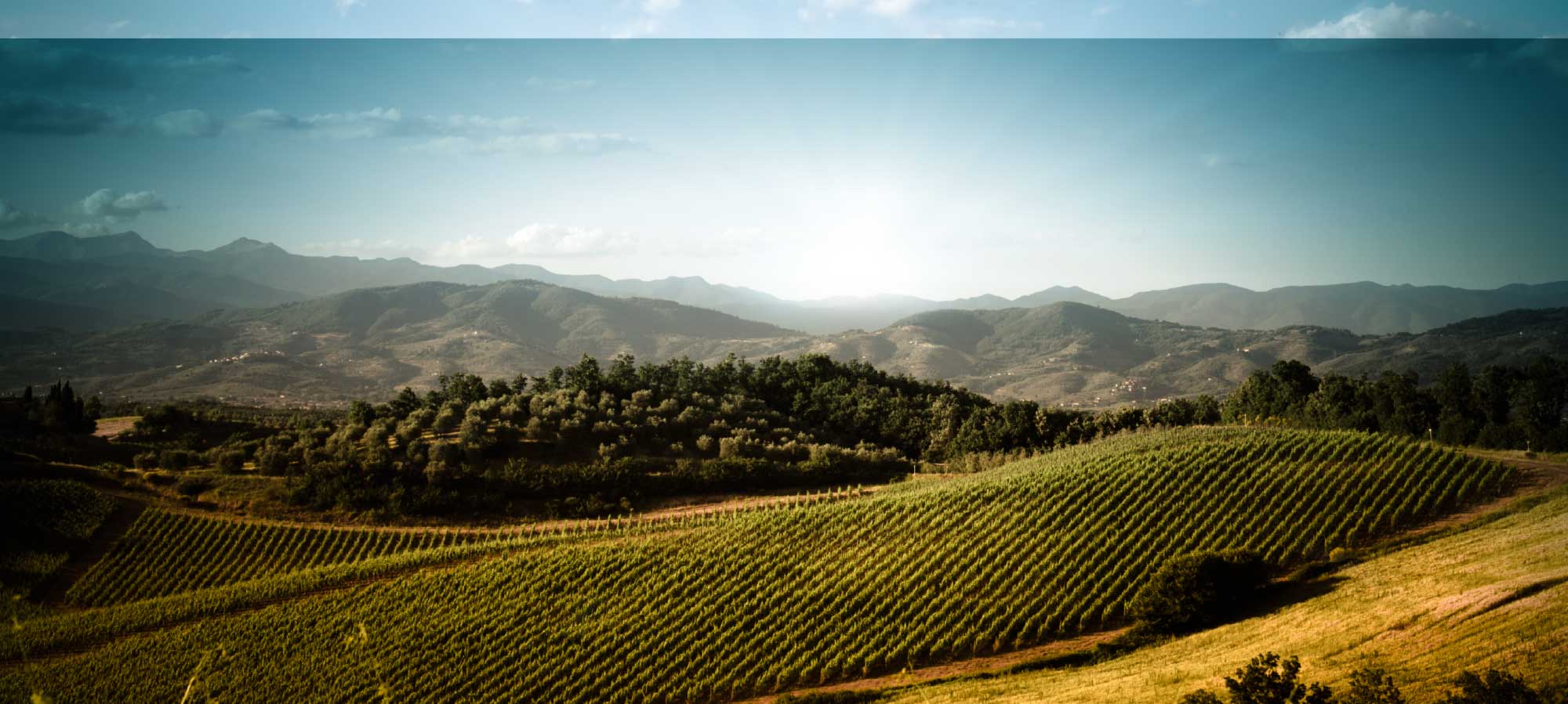 Wine importers hot sale